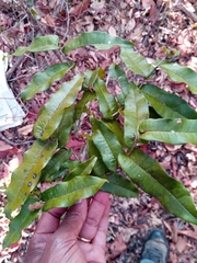 Uvaria amplexicaulis