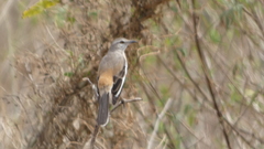 Mimus triurus