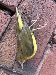 Oporornis agilis