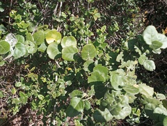 Mystroxylon aethiopicum