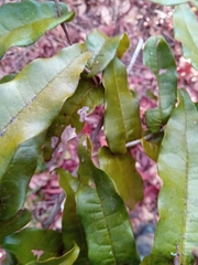 Uvaria amplexicaulis