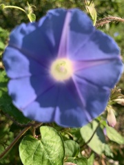 Ipomoea nil