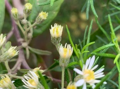 Olearia