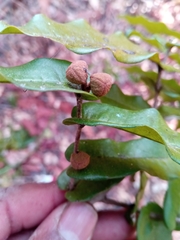 Uvaria amplexicaulis