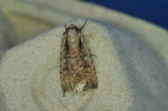 Eueretagrotis attentus