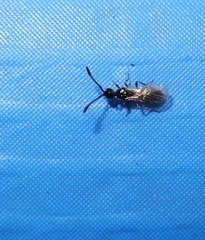 Diapriinae