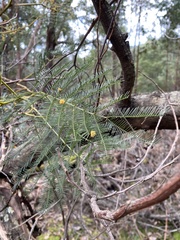 Acacia decurrens