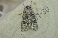 Acronicta impressa