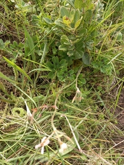Pelargonium alchemilloides