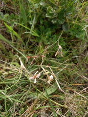 Pelargonium alchemilloides