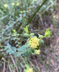 Pimelea flava flava