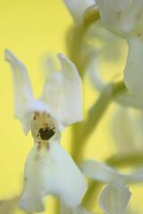 Orchis provincialis