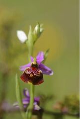 Ophrys fuciflora