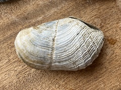 Zirfaea crispata