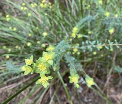Pimelea flava flava