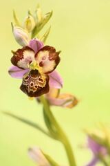 Ophrys fuciflora
