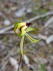 Caladenia stricta