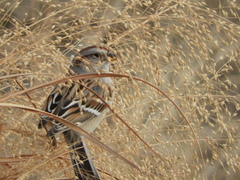 Spizelloides arborea