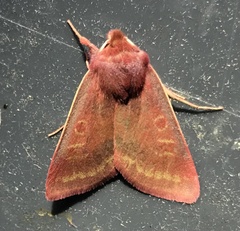 Psectraglaea carnosa