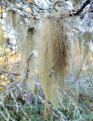 Usnea dasopoga