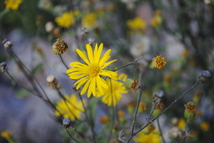 Heterotheca inuloides