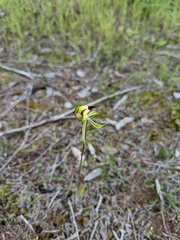 Caladenia stricta