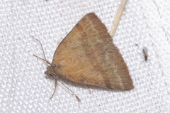 Phytometra viridaria