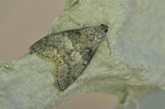 Pococera asperatella