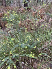 Pimelea flava flava