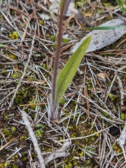 Caladenia stricta
