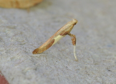 Caloptilia packardella