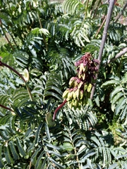 Melianthus major