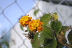 Lantana horrida