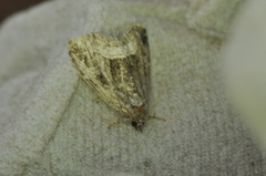 Protodeltote muscosula