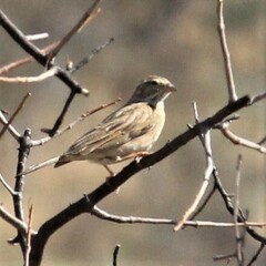 Emberiza impetuani