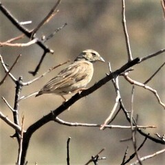 Emberiza impetuani