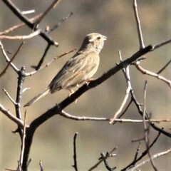 Emberiza impetuani