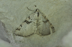 Macaria bitactata