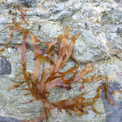 Desmarestia ligulata