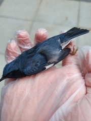 Setophaga caerulescens