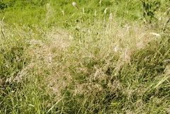 Melinis repens