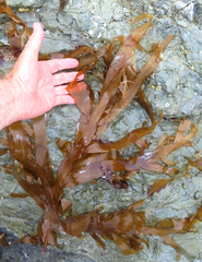 Desmarestia ligulata