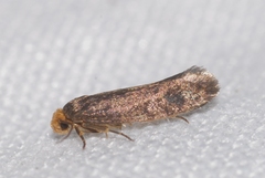 Cephimallota crassiflavella