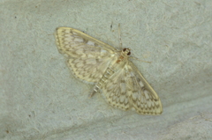 Herpetogramma aquilonalis
