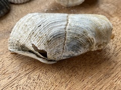 Zirfaea crispata
