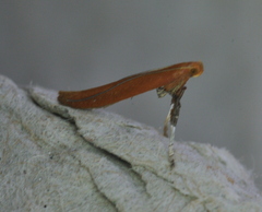 Caloptilia invariabilis