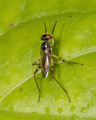 Hemichaeta scutellata