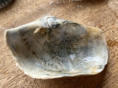 Zirfaea crispata