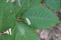 Phyllonorycter maestingella