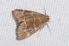 Hypsopygia rubidalis
